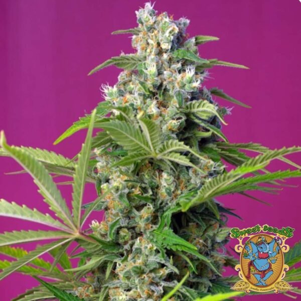 Gorilla Girl - Sweet Seeds Cannabis Samen kaufen im Online Shop
