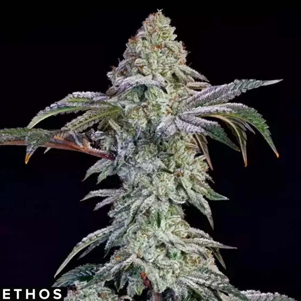 Grandpa's Cookies #6 S1 - Ethos Genetics Cannabis Samen kaufen