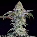 Grandpa's Cookies #6 S1 - Ethos Genetics Cannabis Samen kaufen