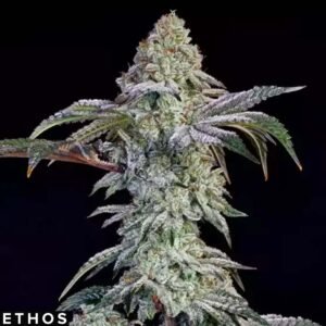 Grandpa's Cookies #6 S1 - Ethos Genetics Cannabis Samen kaufen
