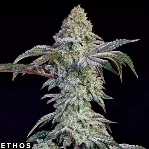 Grandpa's Cookies #6 S1 - Ethos Genetics Cannabis Samen kaufen