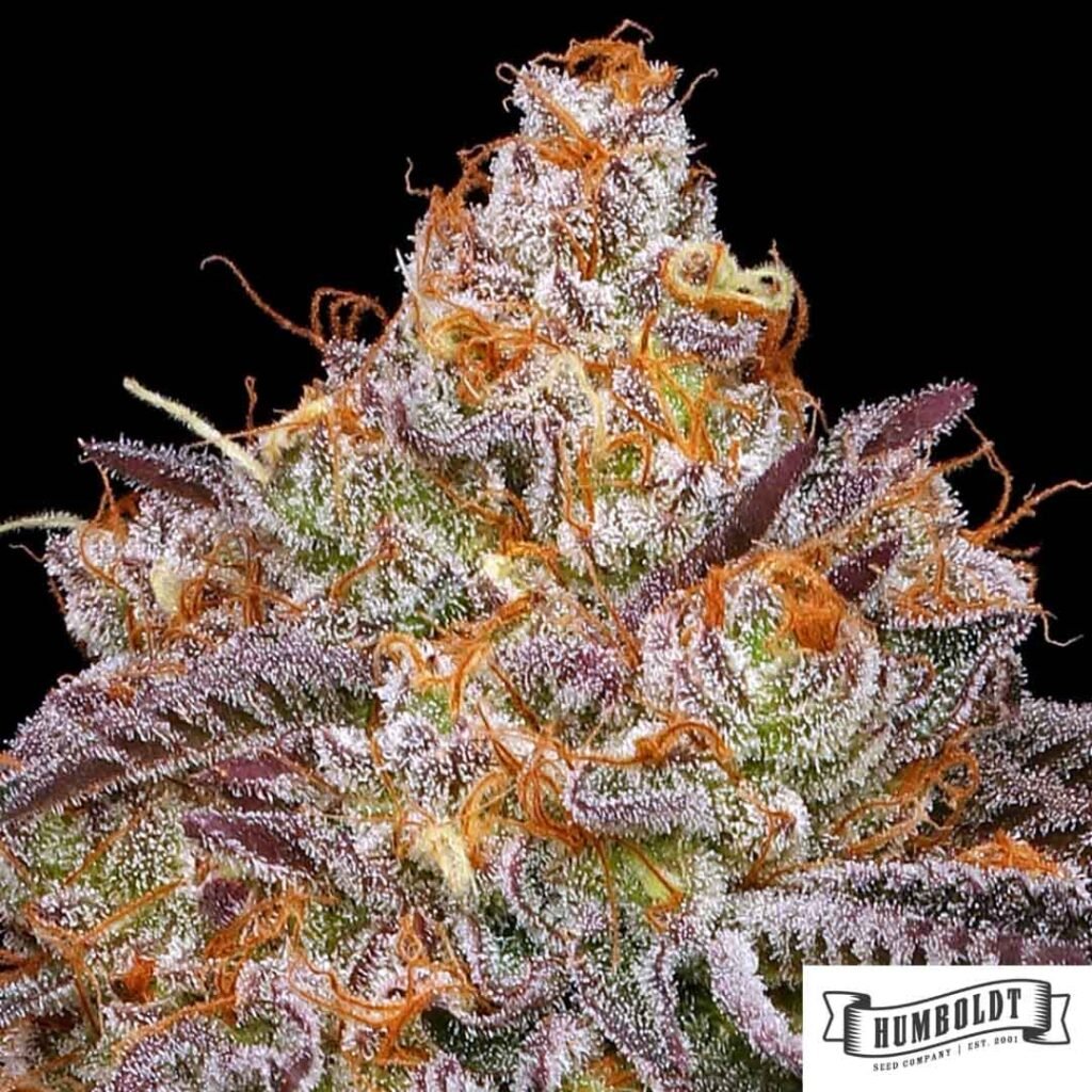 Granny Candy von Humboldt Seed Company - Cannabis Samen kaufen im Online Shop