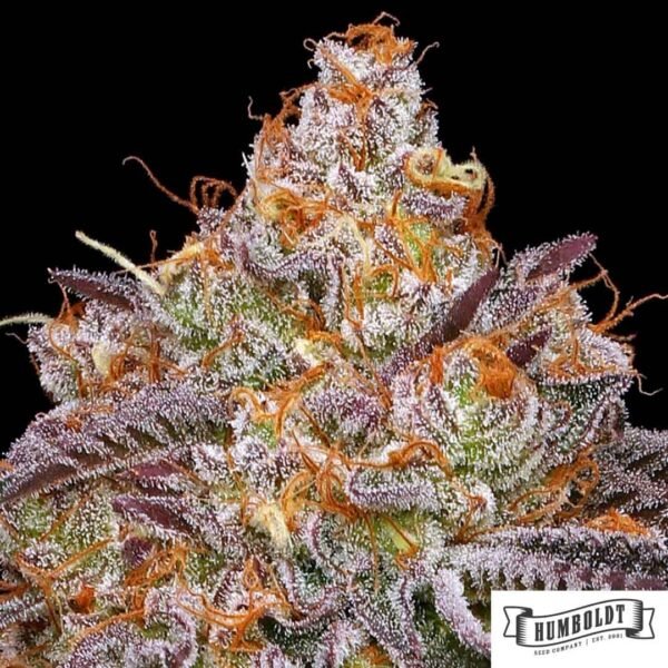 Granny Candy von Humboldt Seed Company - Cannabis Samen kaufen im Online Shop