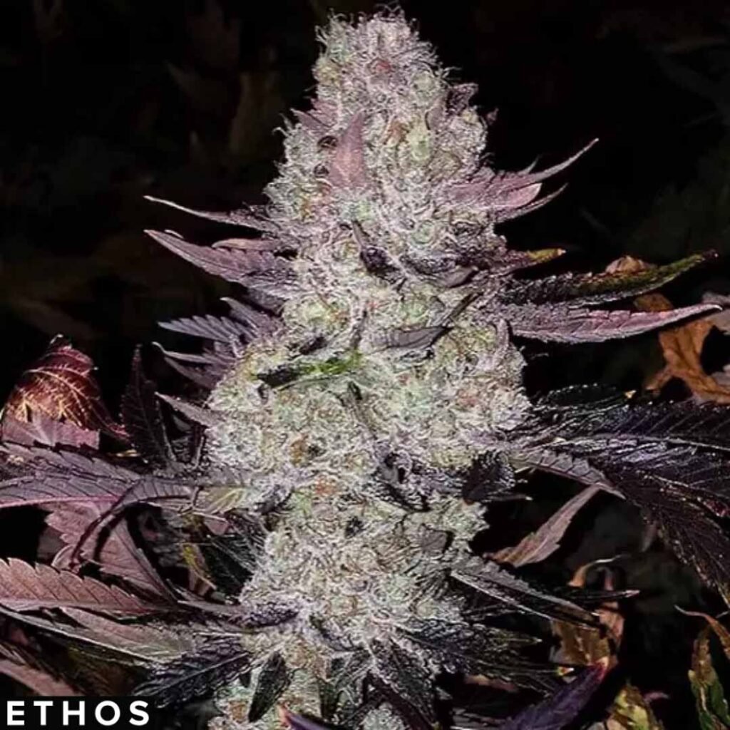 Grape Diamonds R2 - Ethos Genetics Cannabis Samen kaufen