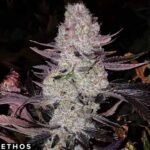 Grape Diamonds R2 - Ethos Genetics Cannabis Samen kaufen
