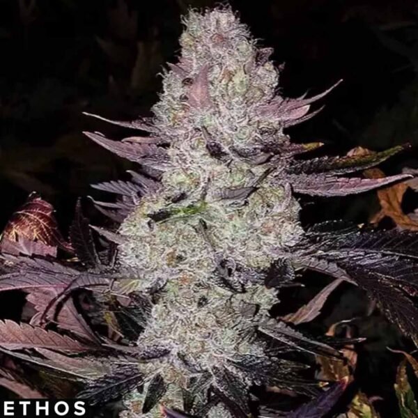 Grape Diamonds R2 - Ethos Genetics Cannabis Samen kaufen