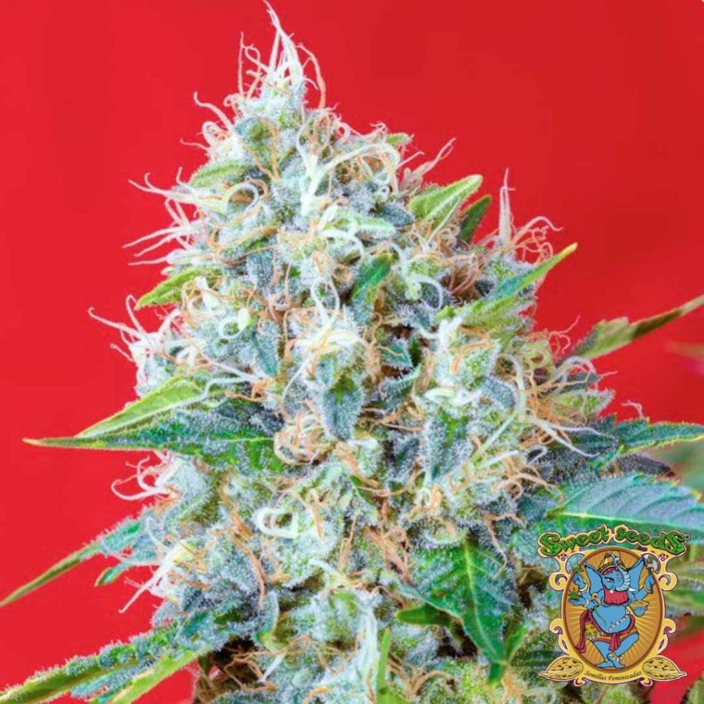 Green Poison - Sweet Seeds Cannabis Samen kaufen im Online Shop