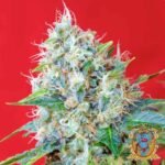 Green Poison - Sweet Seeds Cannabis Samen kaufen im Online Shop