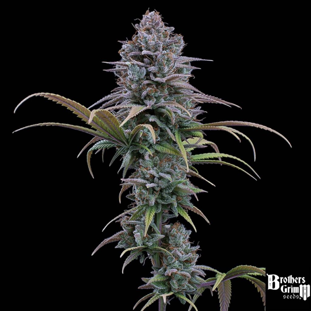 Grimm Glue - Brothers Grimm Seeds kaufen - Produktbild 2