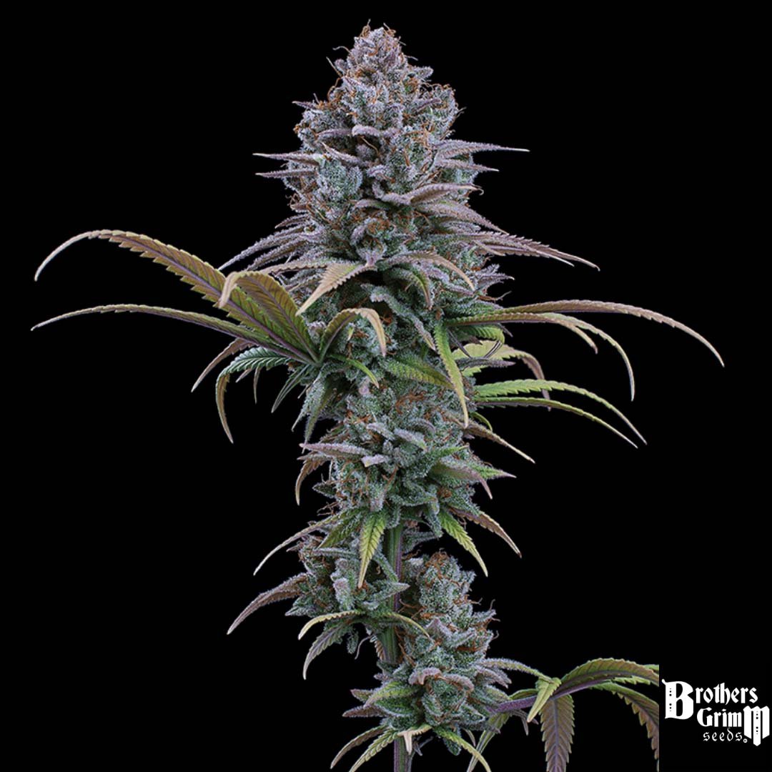 Grimm Glue - Brothers Grimm Seeds kaufen - Produktbild 2