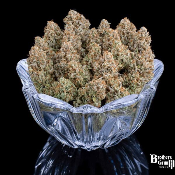 Grimm Glue - Brothers Grimm Seeds kaufen - Produktbild 4