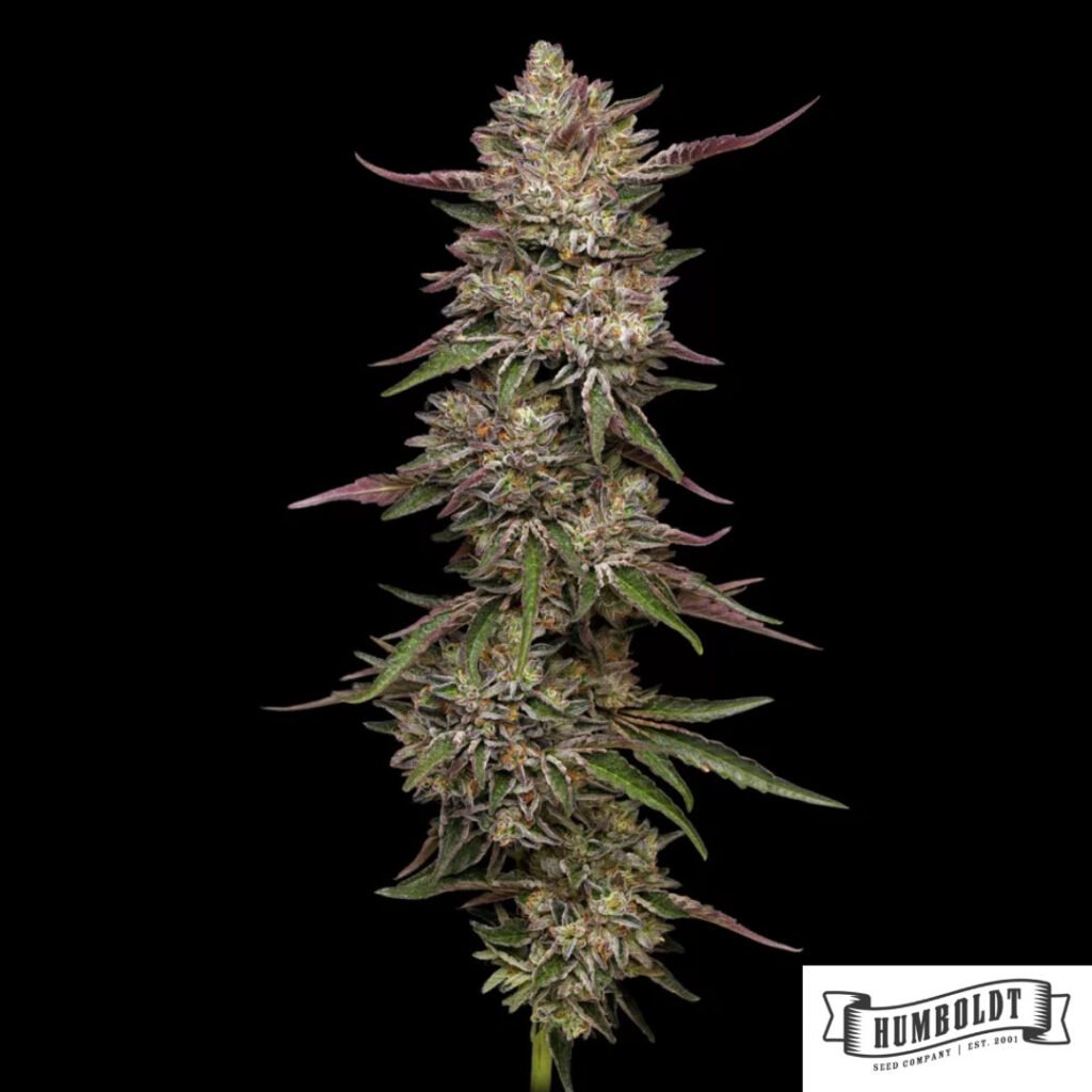 Guzzlerz von Humboldt Seed Company - Cannabis Samen kaufen im Online Shop