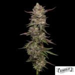 Guzzlerz von Humboldt Seed Company - Cannabis Samen kaufen im Online Shop