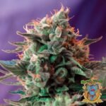 Jack 47 - Sweet Seeds Cannabis Samen kaufen im Online Shop