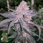 Jellysickle - In House Genetics Cannabis Samen kaufen