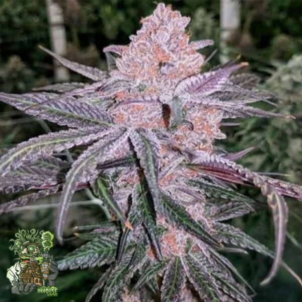Jellysickle - In House Genetics Cannabis Samen kaufen Jellysickle - In House Genetics Cannabis Samen kaufen