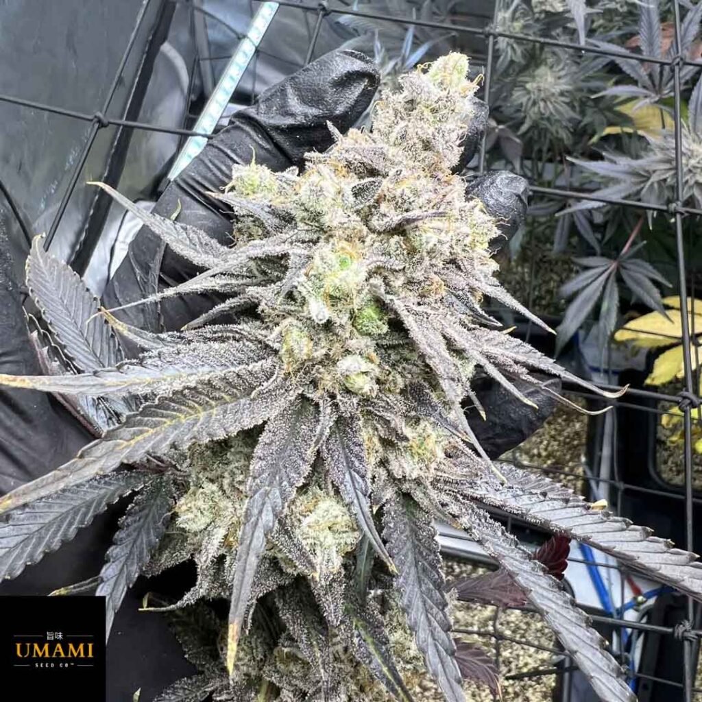 Juice Pack - Umami Seeds Cannabis Samen kaufen - Produktbild
