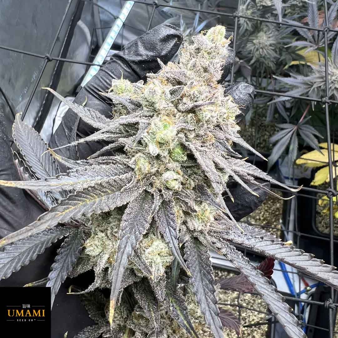 Juice Pack - Umami Seeds Cannabis Samen kaufen - Produktbild