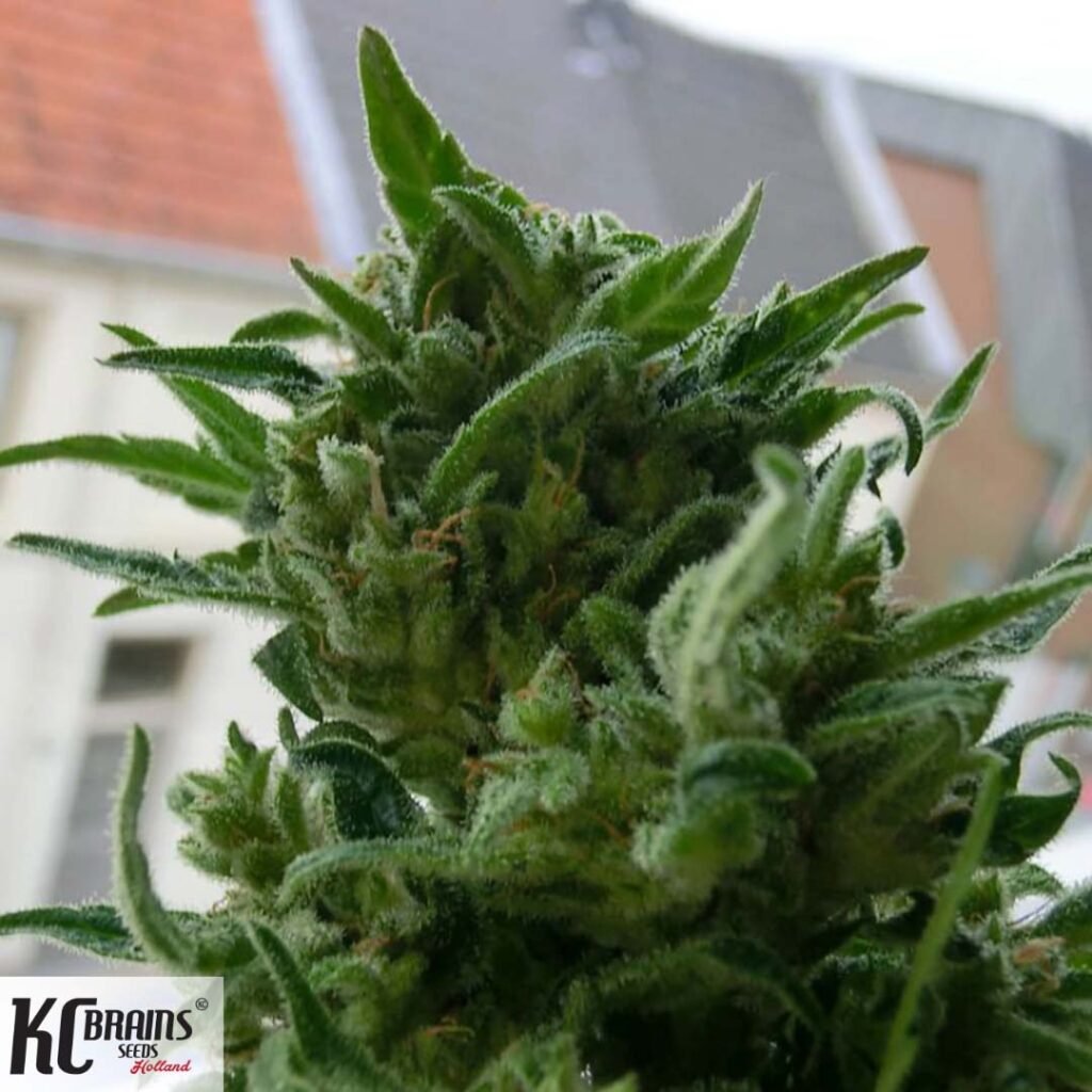 KC 33 - KC Brains Cannabis Samen kaufen