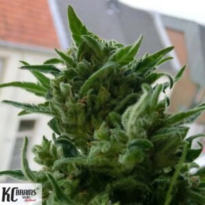 KC 33 - KC Brains Cannabis Samen kaufen