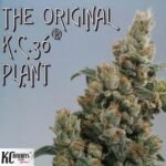KC 36 - KC Brains Cannabis Samen kaufen