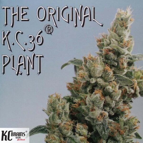 KC 36 - KC Brains Cannabis Samen kaufen