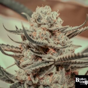 Killer Queen - Brothers Grimm Seeds kaufen - Produktbild 2