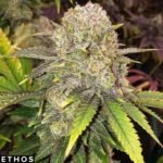 Master Kush RBX - Ethos Genetics Cannabis Samen kaufen