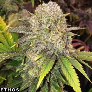 Master Kush RBX - Ethos Genetics Cannabis Samen kaufen