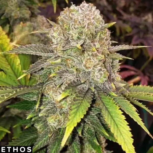Master Kush RBX - Ethos Genetics Cannabis Samen kaufen Master Kush RBX - Ethos Genetics Cannabis Samen kaufen