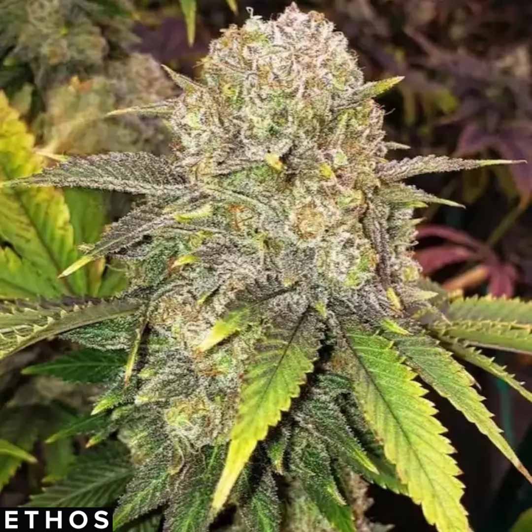 Master Kush RBX - Ethos Genetics Cannabis Samen kaufen