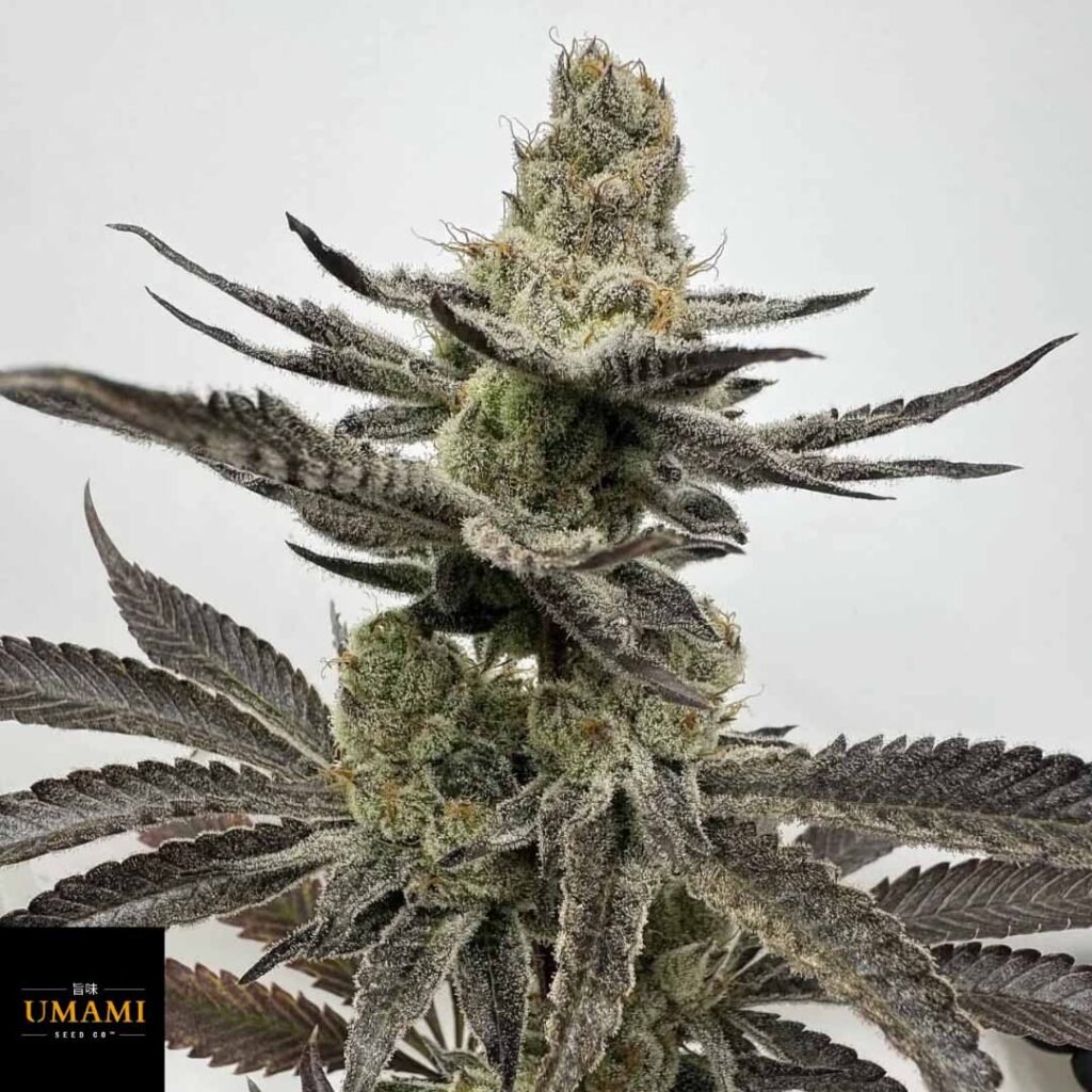 Melt Mode - Umami Seeds kaufen - Produktbild
