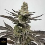 Melt Mode - Umami Seeds kaufen - Produktbild