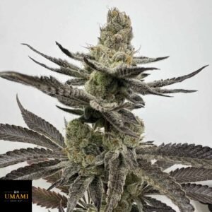 Melt Mode - Umami Seeds kaufen - Produktbild