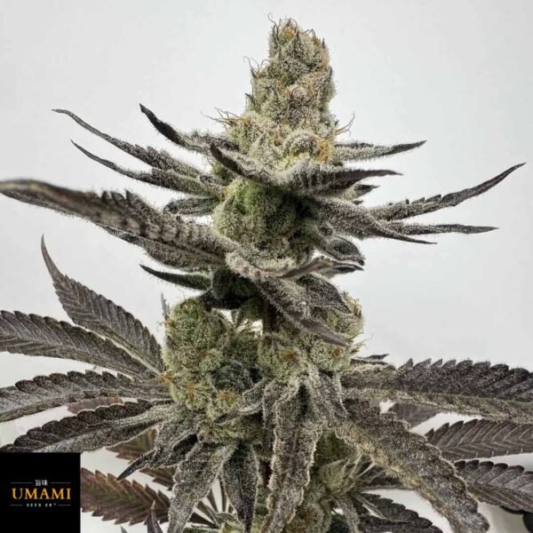 Melt Mode - Umami Seeds kaufen - Produktbild