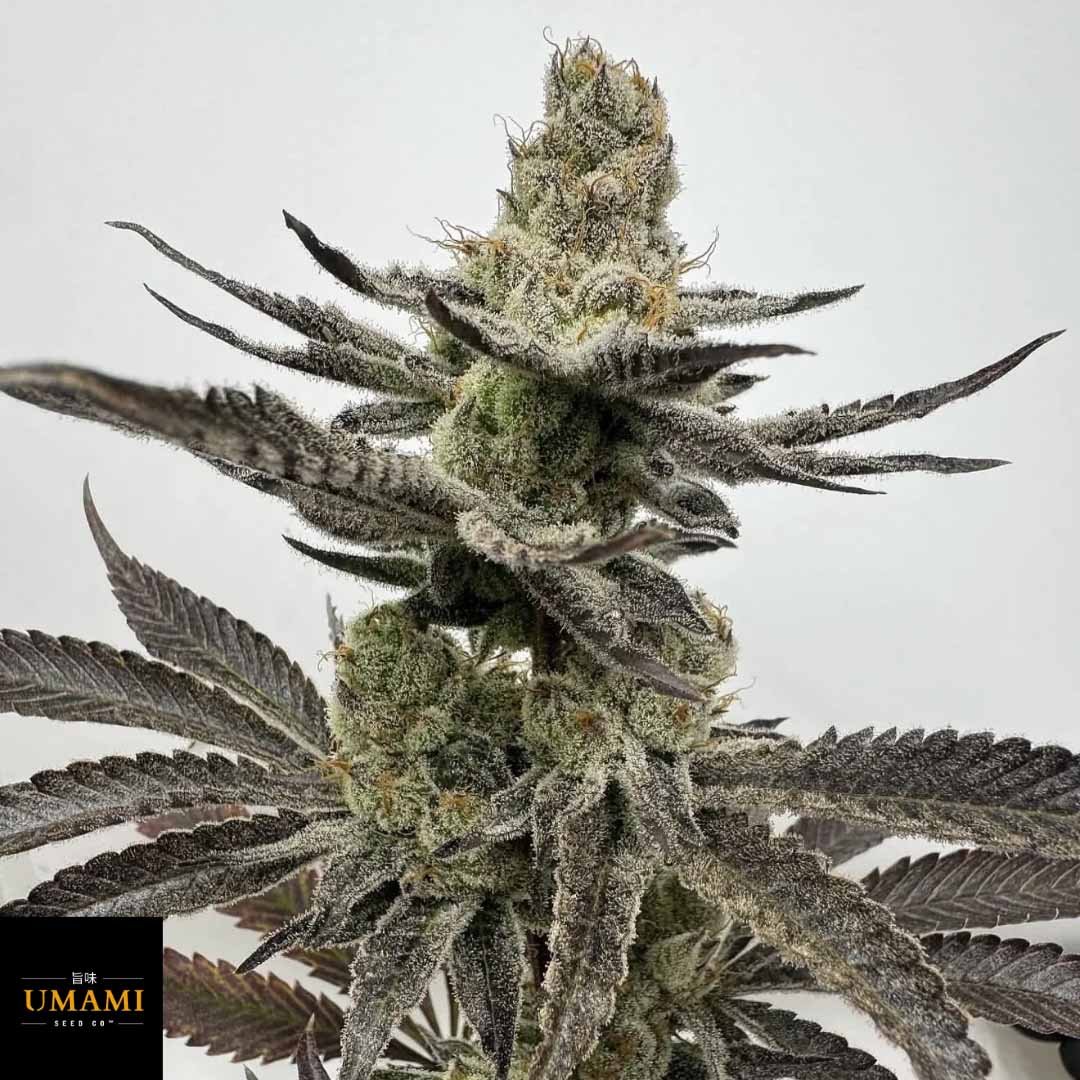 Melt Mode - Umami Seeds kaufen - Produktbild