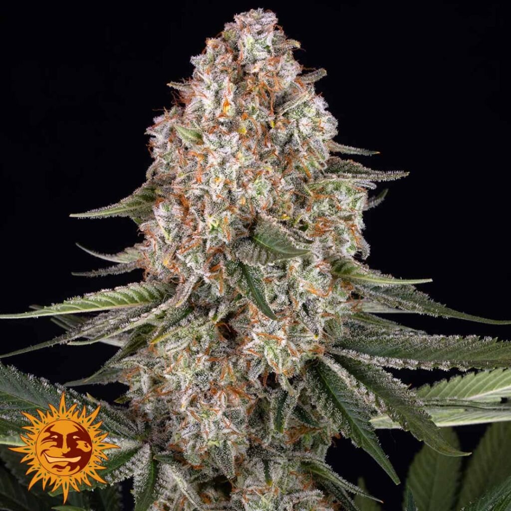 Mendo Breath - Barneys Farm Cannabis Samen kaufen