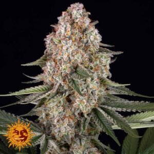 Mendo Breath - Barneys Farm Cannabis Samen kaufen