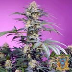 Monster Maker - Sweet Seeds Cannabis Samen kaufen im Online Shop