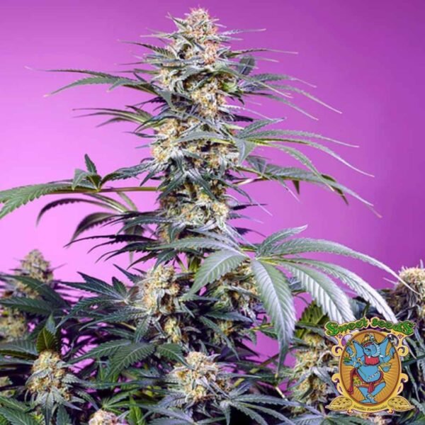 Monster Maker - Sweet Seeds Cannabis Samen kaufen im Online Shop Monster Maker - Sweet Seeds Cannabis Samen kaufen im Online Shop