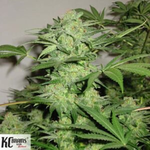 Northern Lights Special - KC Brains Cannabis Samen kaufen