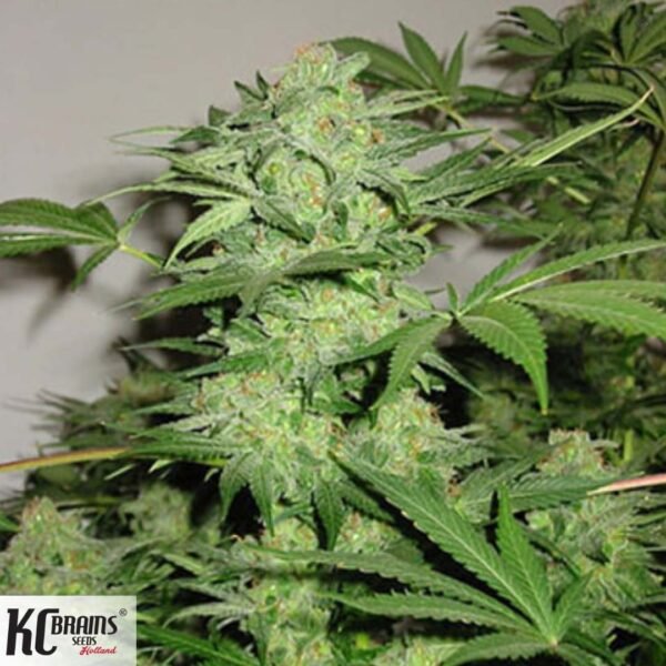 Northern Lights Special - KC Brains Cannabis Samen kaufen