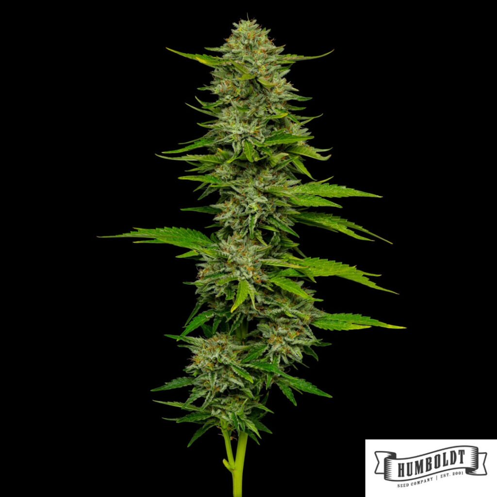 One Love Sativa aus der Bob Marley Collection von Humboldt Seeds - Cannabis Samen kaufen