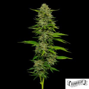One Love Sativa aus der Bob Marley Collection von Humboldt Seeds - Cannabis Samen kaufen