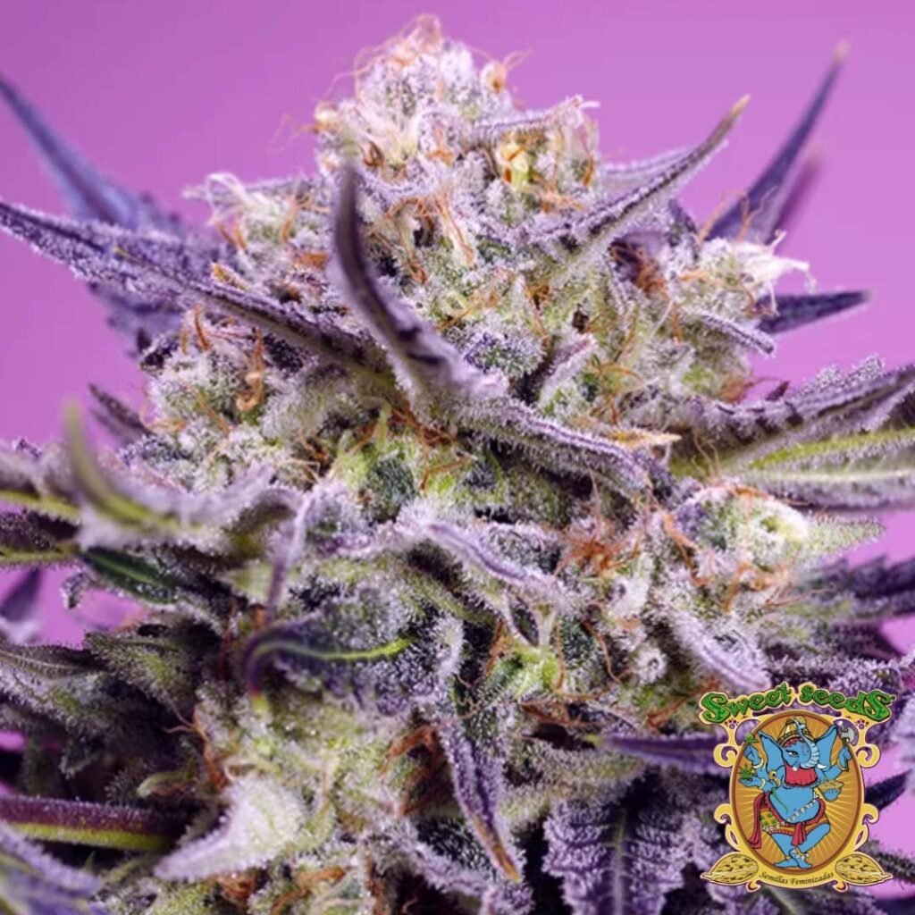 Pink Guava F1 Fast Version - Sweet Seeds Cannabis Samen kaufen im Online Shop