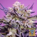 Pink Guava F1 Fast Version - Sweet Seeds Cannabis Samen kaufen im Online Shop