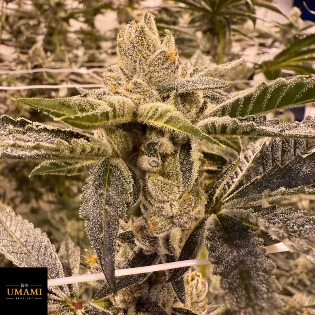 Prime Lime - Umami Seeds kaufen - Produktbild