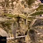 Prime Lime - Umami Seeds kaufen - Produktbild