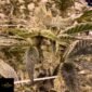 Prime Lime - Umami Seeds kaufen - Produktbild