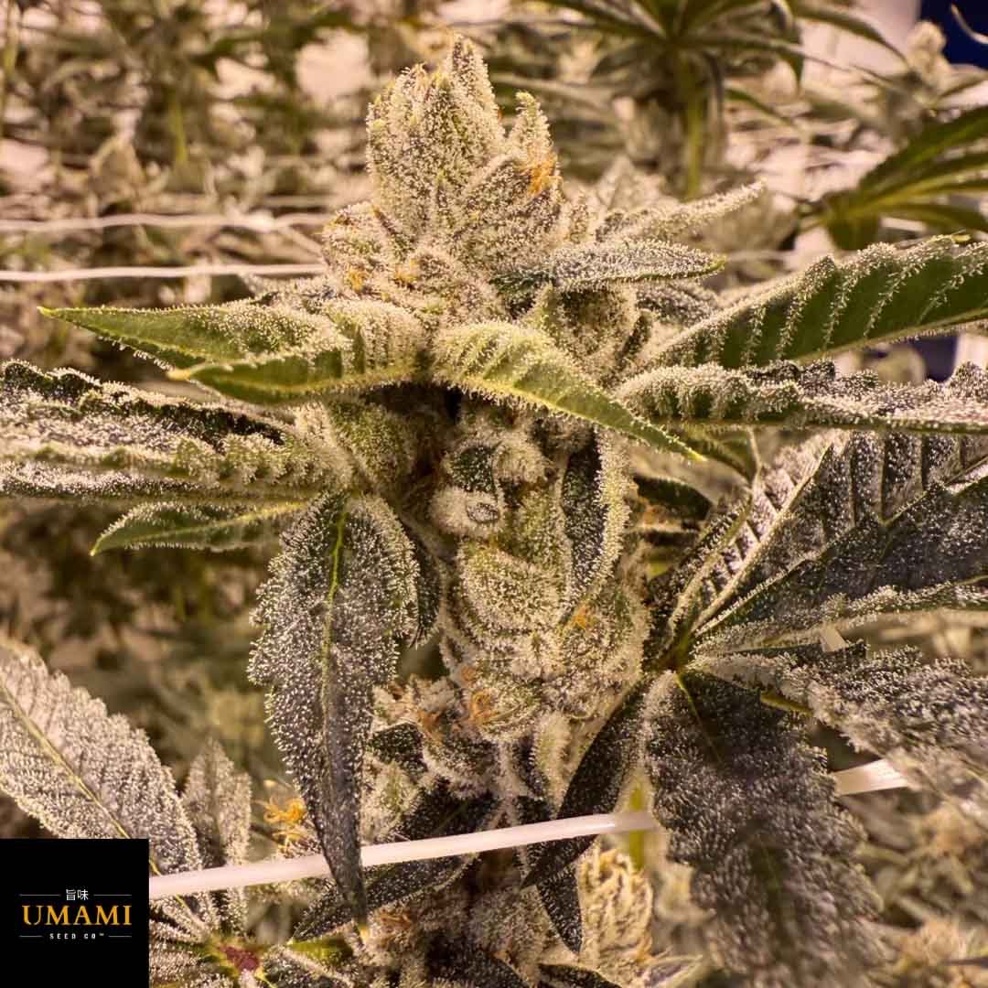 Prime Lime - Umami Seeds kaufen - Produktbild